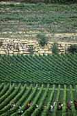 Grape harvest