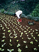 Lettuce cultivation