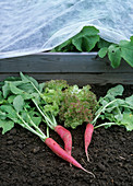 Cultivating vegetables