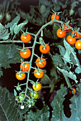 Sungold tomatoes ripening