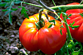 Silvery Fir-tree tomato