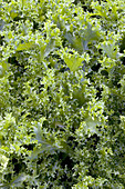 Endive (Chicorium endivia 'Moss Curled')