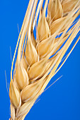 Grains of wheat