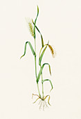 Two-row barley (Hordeum distichum)