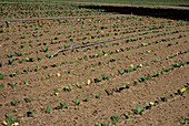Tobacco crop irrigation