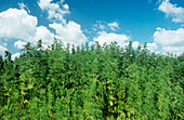 Hemp plants (Cannabis sativa)