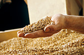 Handful of corn grain