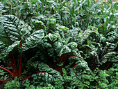 Swiss chard (Beta vulgaris 'Charlotte')