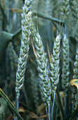 Wheat (Triticum sp.)