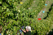 Grape harvest