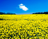 Rapeseed field (Brassica napus)