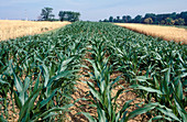 Field of maize (Zea mays)