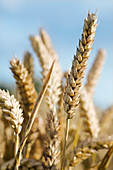 Mature wheat