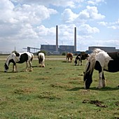 Horses grazing near a power station