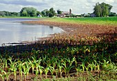 Flooded corn field,Wisconsin