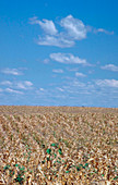 Corn fields in drought