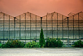 Field of carnations growing in a glass house