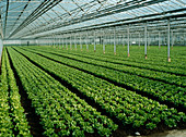 Vegetables cultivated in a glasshouse