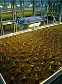 Kohlrabi plants grown in a soil nutrient experimnt