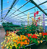 Flowers and other plants growing in greenhouse