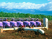 Sugar cane water distribution system,Hawaii,USA