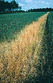 Dead wheat sprayed with herbicide
