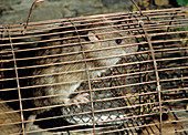 Rat in a trap
