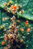 Orange predatory mites attacking spider mites