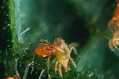 Orange predatory mite attacks spider mite