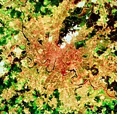 Landsat view of Moscow