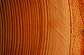 Examination of growth rings