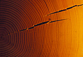 Examination of growth rings from fir tree