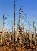 Trees killed by acid rain,Czech Republic