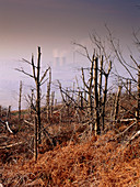 Trees killed by acid rain and other pollution