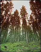 Mixed conifer forest,Sweden