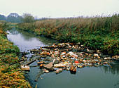 Rubbish filled river,Bitterfeld,Germany
