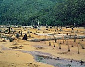 Polluted King River causes deforestation,Tasmania