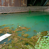 Polluted canal