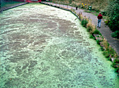 Polluted canal,Shropshire,UK