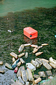 Rubbish floating in a canal
