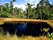 Pool of oil beside well in Amazonian rainforest