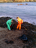 Workers clearing oil-covered kelp,Shetland 1993