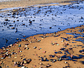 Oil covering a sandy beach