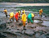 Oil covering a rocky beach with a clean-up team
