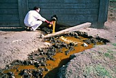 Scientist collects a sample of polluted water