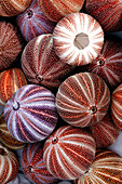 Edible sea urchin souvenirs