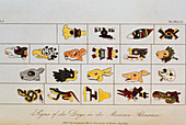 Historical artwork of the Aztec signs for the days