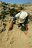 Human skeleton at Caral,Peru