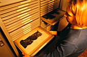 Researcher searching papyrus archive