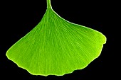 Ginkgo leaf,computer artwork